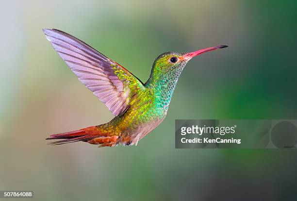 hummingbird , rufous-tailed - vogel stockfoto's en -beelden