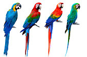 Collection of macaw birds, blue and gold, green-winged, scarlet