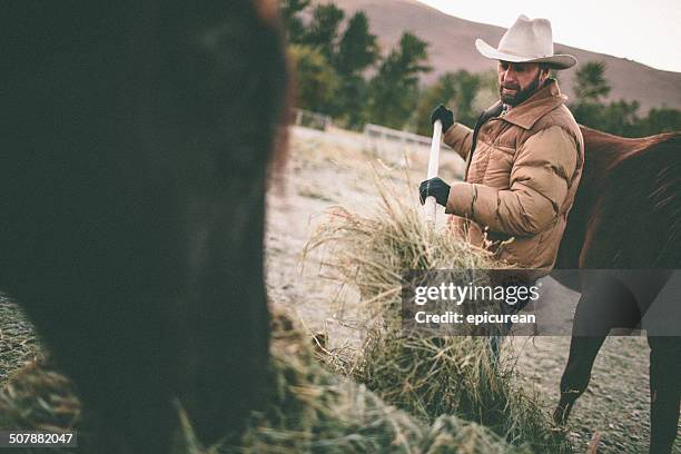rancher shovels hay to feed horses in western pasture - country western outside stockfoto's en -beelden