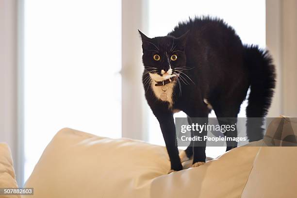 i'm not happy that you brought a puppy home - agile cat stock pictures, royalty-free photos & images
