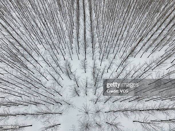 An aerial view of snow-covered gingko trees at the Tomb of Emperor Jingdi on January 31, 2016 in Xi An, China. Heavy snow hit Xi'an, capital of...