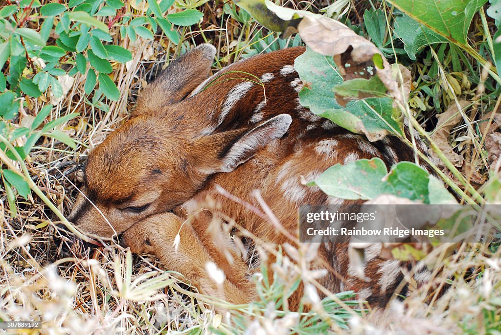 Fawn Sleeping
