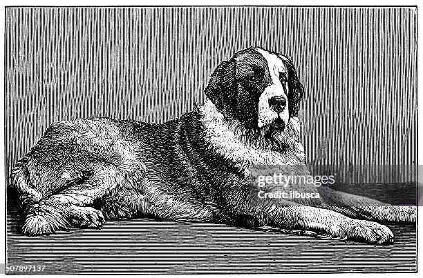 antikes illustration von st bernard hund - bernhardiner stock-grafiken, -clipart, -cartoons und -symbole