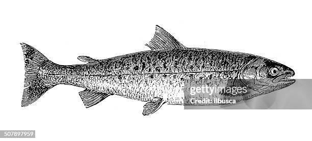 atlantic salmon (salmo salar), antique black and white illustration - salmon stock illustrations