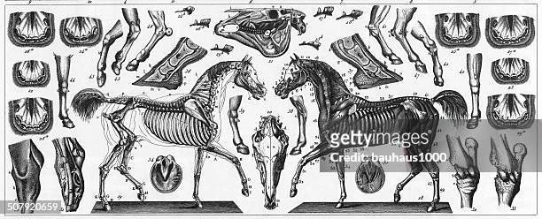horse anatomie gravur - animal skeleton stock-grafiken, -clipart, -cartoons und -symbole