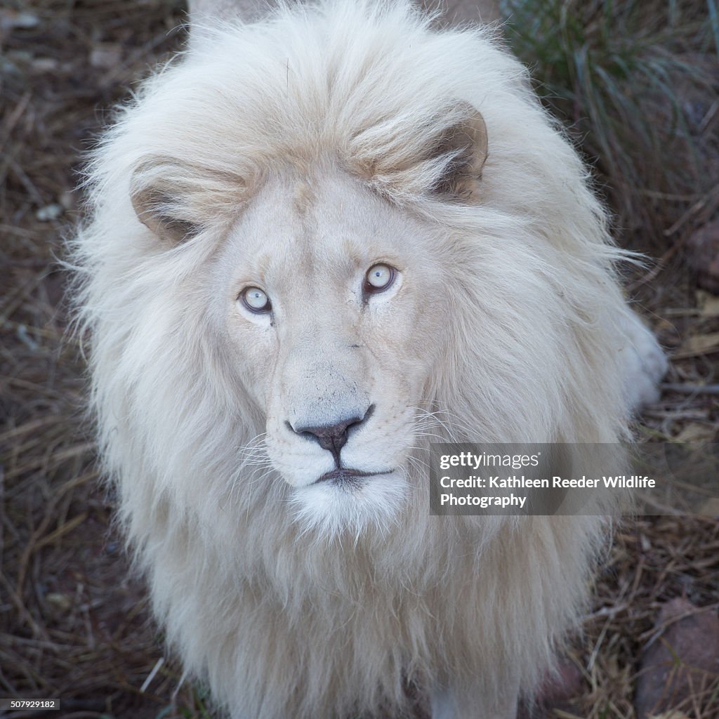 White lion