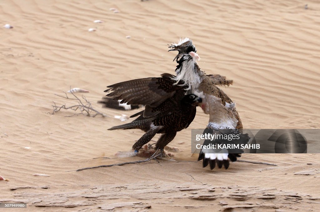 UAE-FALCONRY-ANIMALS