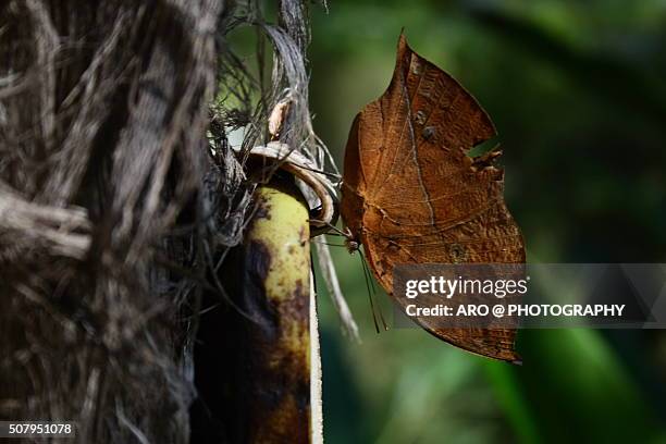 Kalia Insect Kallima Butterfly Photos and Premium High Res Pictures - Getty Images