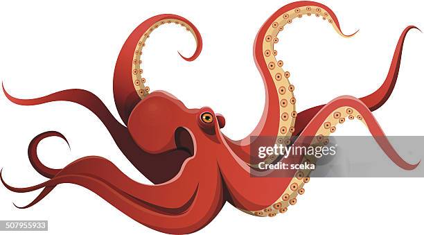 stockillustraties, clipart, cartoons en iconen met octopus - cephalopod