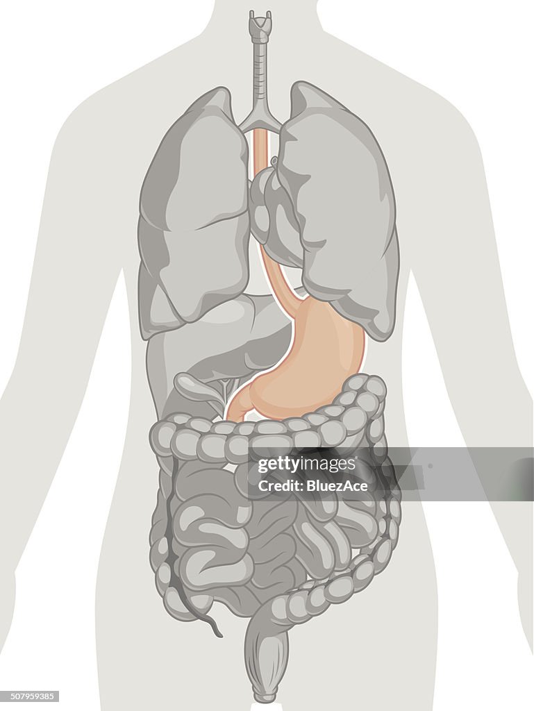 Human Body Anatomy Stomach High Biology Diagrams