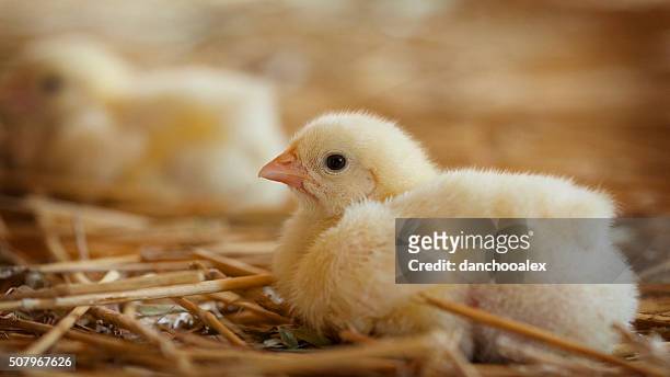 little chicks at the farm - hatchery stock pictures, royalty-free photos & images