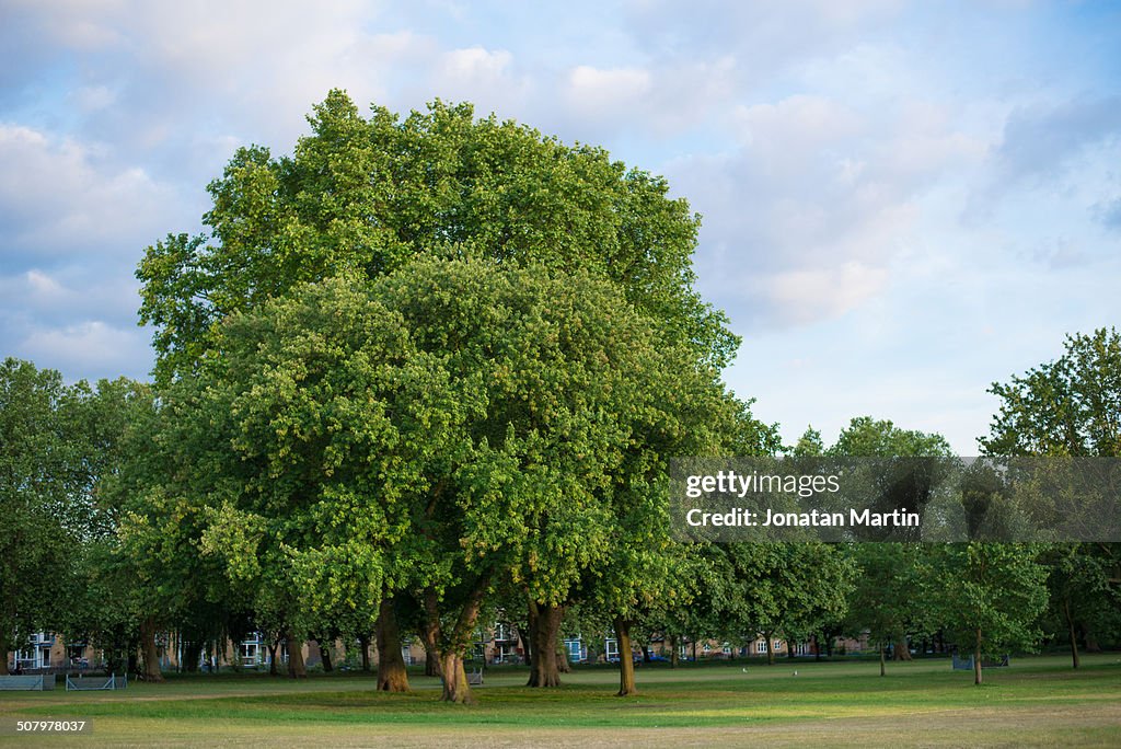 Tree on Victoria park