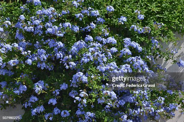 plumbago capensis - plumbago stock pictures, royalty-free photos & images