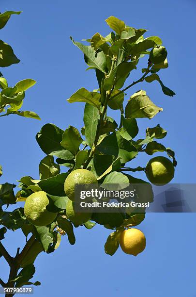 lemon tree laden with fruits - fruit laden trees stock pictures, royalty-free photos & images