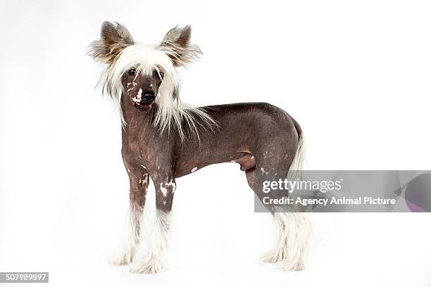 chinese crested dogs - chinese crested dog stock pictures, royalty-free photos & images