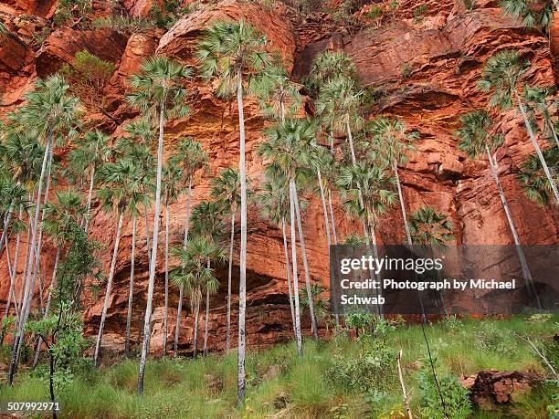 livistona victoriae- victoria river fan palm - bungle bungle range stock pictures, royalty-free photos & images