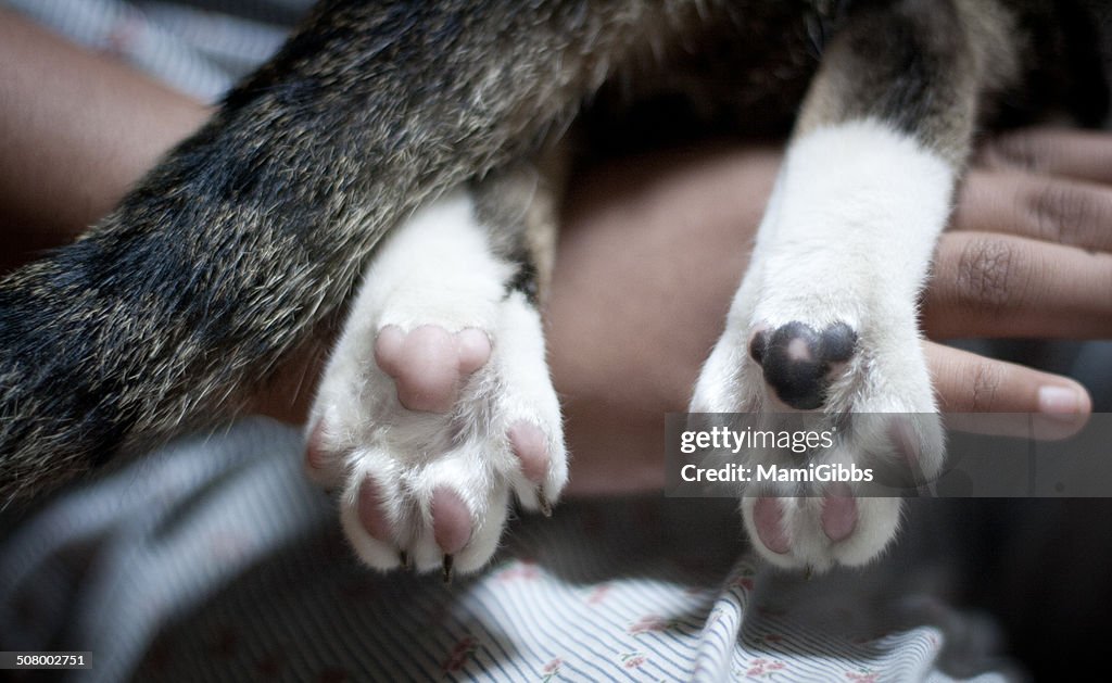 Paws of a cat