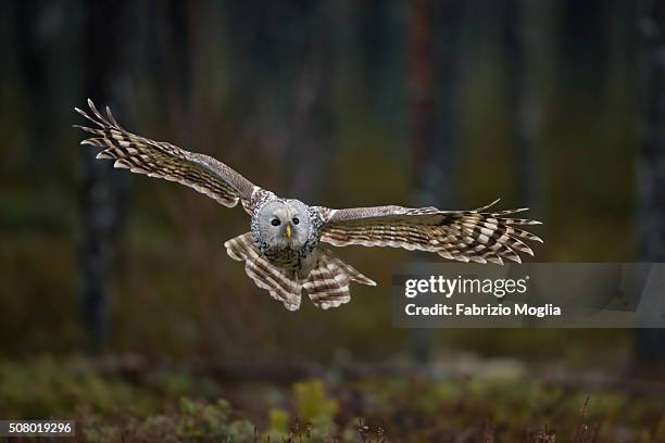 ural owl - ural owl stock pictures, royalty-free photos & images