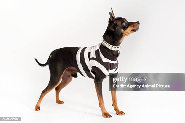 Prat Ratter Prague Ratter Photos and Premium High Res Pictures - Getty Images