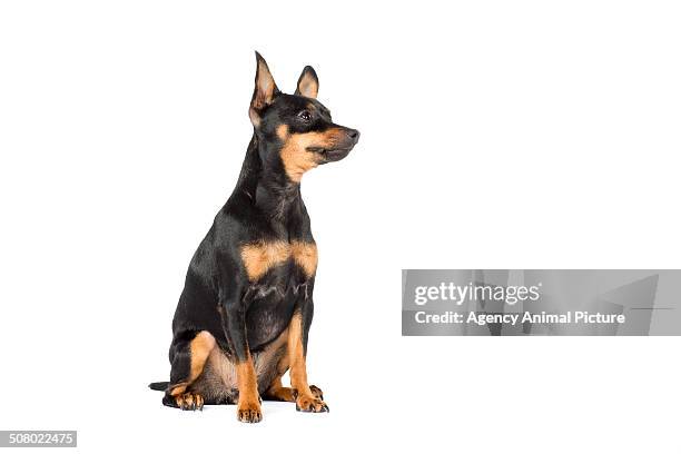 Prague Rater Prague Ratter Photos and Premium High Res Pictures - Getty Images