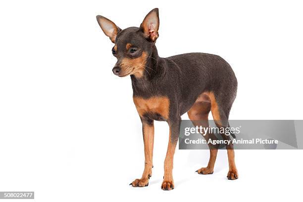 Prague Ratter Side View 66 Prague Ratter Stock Photos, High-Res Pictures, and Images - Getty Images