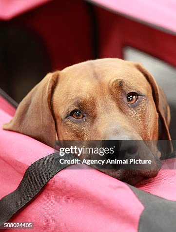 Rhodesian ridgeback Rhodesian ridgeback