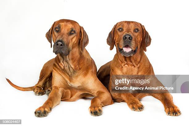 Rhodehsian 53 Rhodesian Ridgeback Isolated Stock Photos, High-Res Pictures, and ...