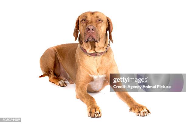 Cute Rhodesian Ridgeback White Rhodesian Ridgeback On White Photos and Premium High Res Pictures ...