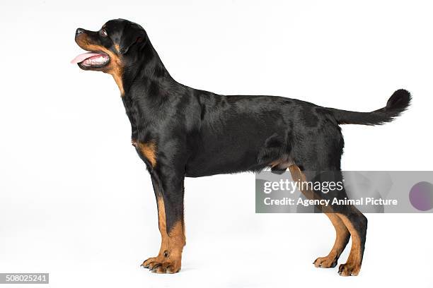 rottweiler - rottweiler stock pictures, royalty-free photos & images