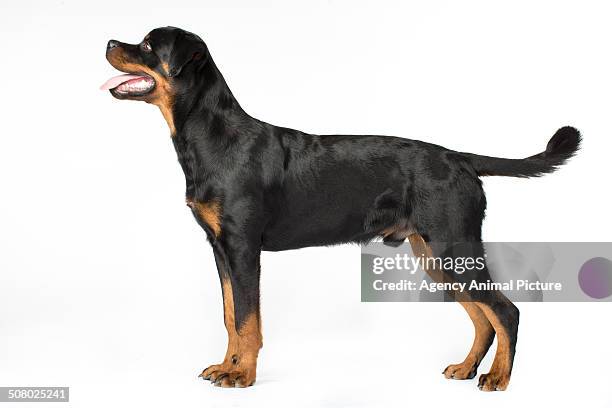 rottweiler - rottweiler imagens e fotografias de stock