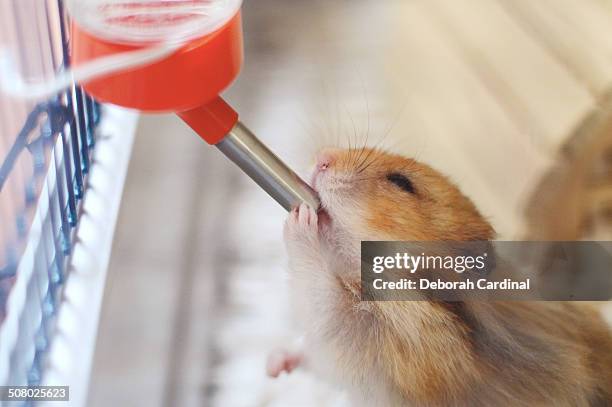 thirsty hamster - golden hamster stock pictures, royalty-free photos & images