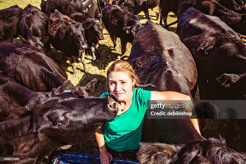 Troupeau de Vache Noir Angus femme Rancher environs