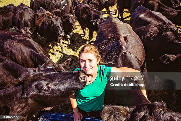 herd of black angus cattle surrounding female rancher - aberdeen angus stockfoto's en -beelden