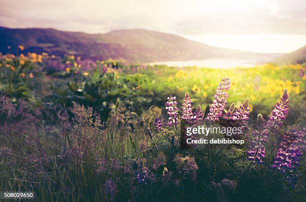 wildflowers in morning sunrise - washington state stock pictures, royalty-free photos & images