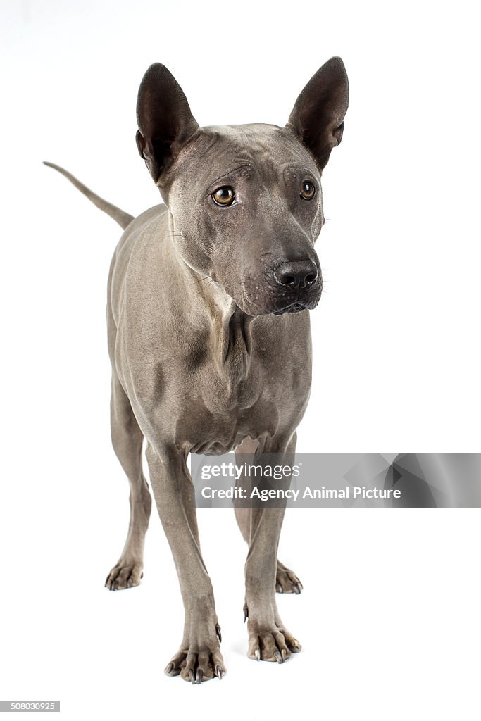 Thai ridgeback