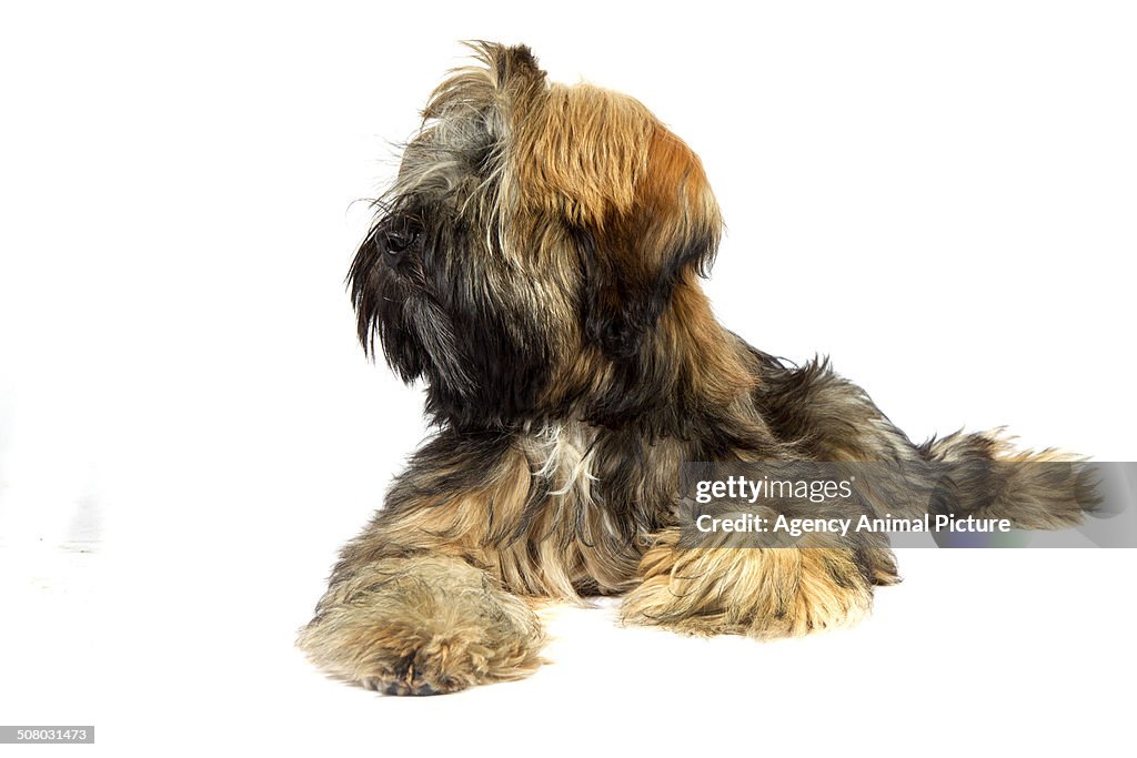 Tibetan terrier