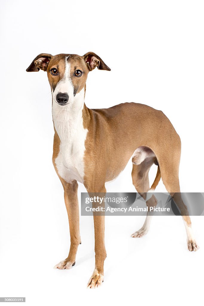 Whippet