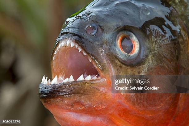 red bellied piranha or red piranha - cypriniforme photos et images de collection