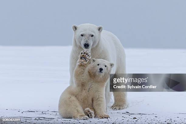 polar bear - animal family ストックフォトと画像