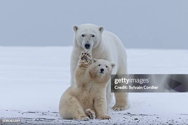 polar bear - polar bear stock pictures, royalty-free photos & images