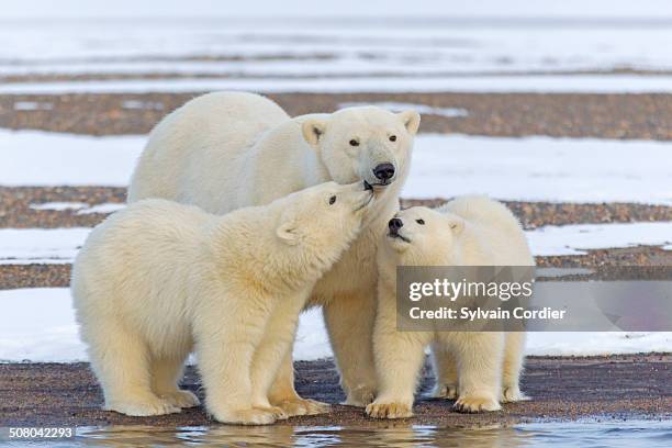 polar bear - national wildlife reserve fotografías e imágenes de stock