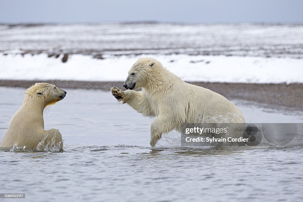 Polar bear