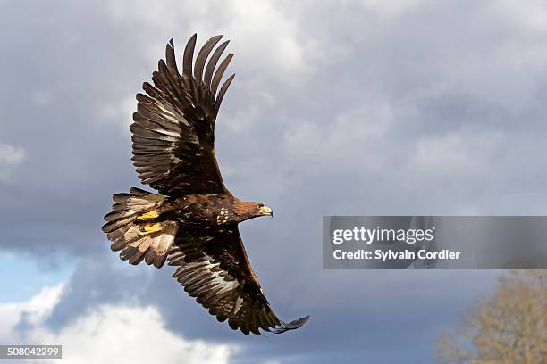 golden eagle - steinadler stock-fotos und bilder