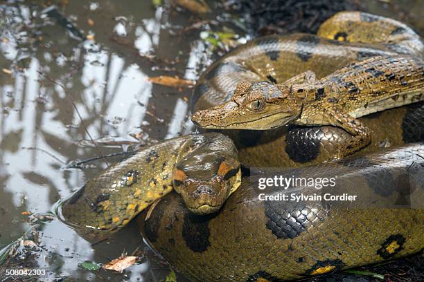 green anaconda - オオヘビ ストックフォトと画像