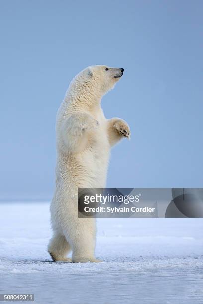 polar bear - funny polar bear stock pictures, royalty-free photos & images