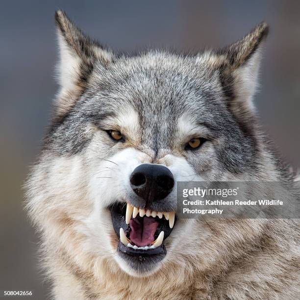 gray wolf - snarling stock pictures, royalty-free photos & images