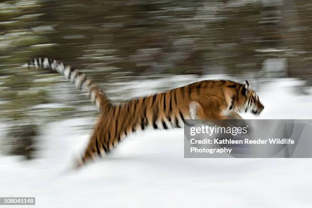 siberian tiger - tiger running stockfoto's en -beelden