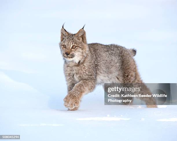 canadian lynx kitten in winter - canadian lynx fotografías e imágenes de stock