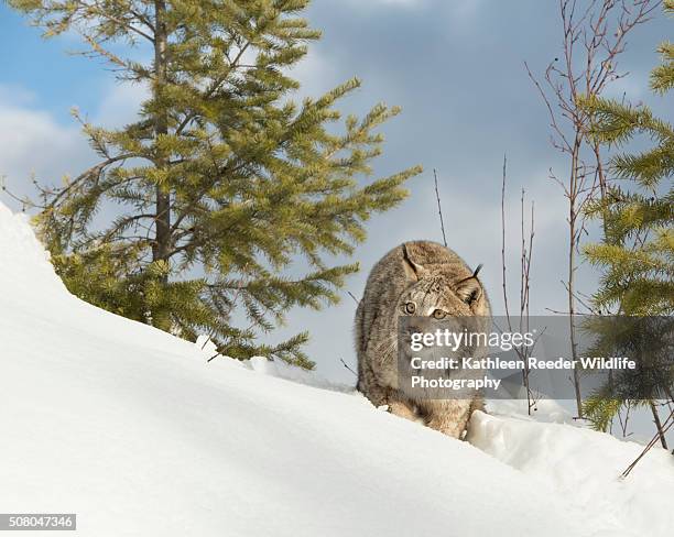 canadian lynx - canadian lynx fotografías e imágenes de stock