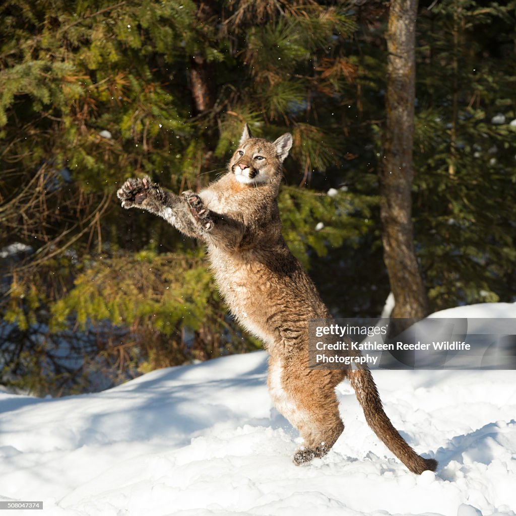 Mountain Lion Cub